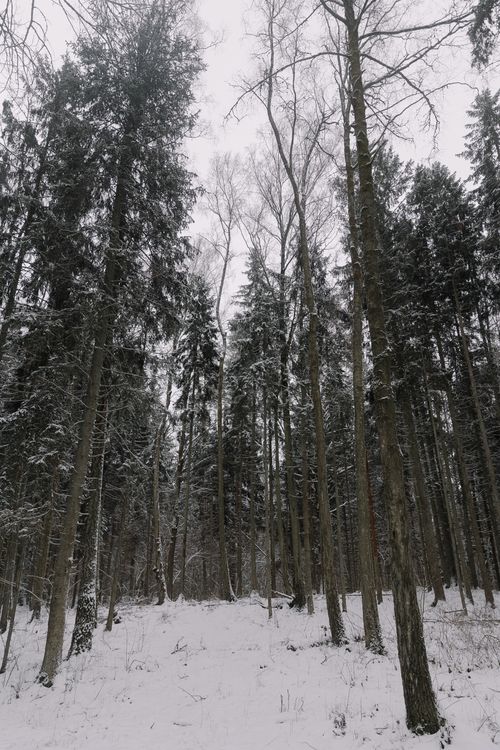 Free Serene winter forest with snow-covered trees creating a tranquil atmosphere. Stock Photo