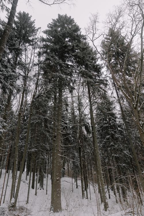 Free A serene winter scene of snow-covered coniferous trees in a tranquil forest. Stock Photo