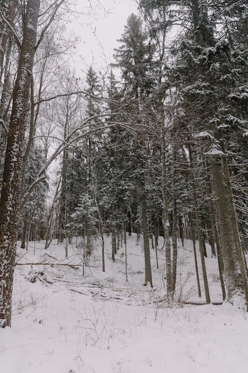 View of Frosty Trees in a Forest in Winter 