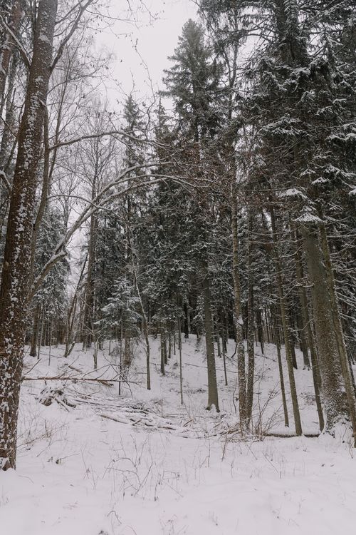 Free A serene snowy forest landscape capturing the essence of winter's beauty. Stock Photo