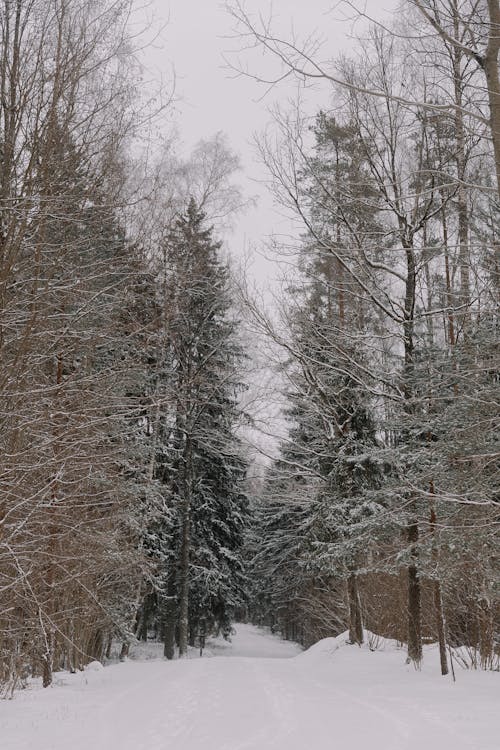 View of Frosty Trees in a Forest in Winter 