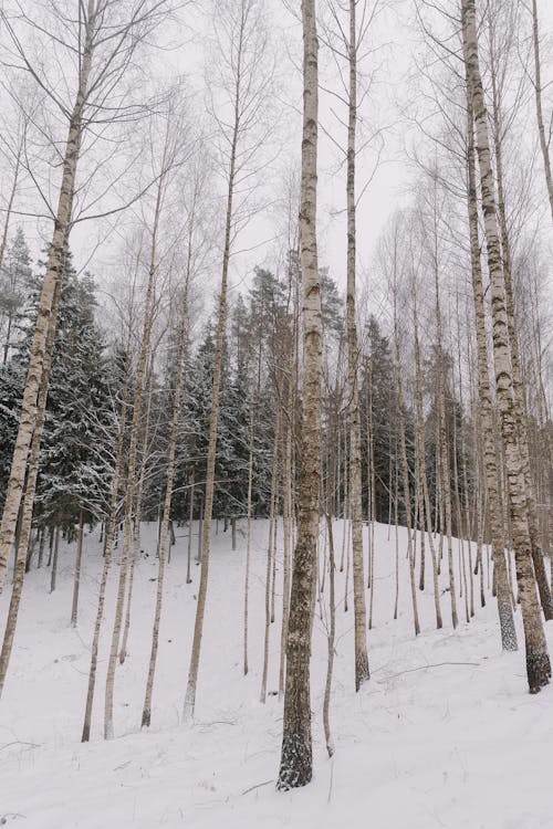 View of Frosty Trees in a Forest in Winter 