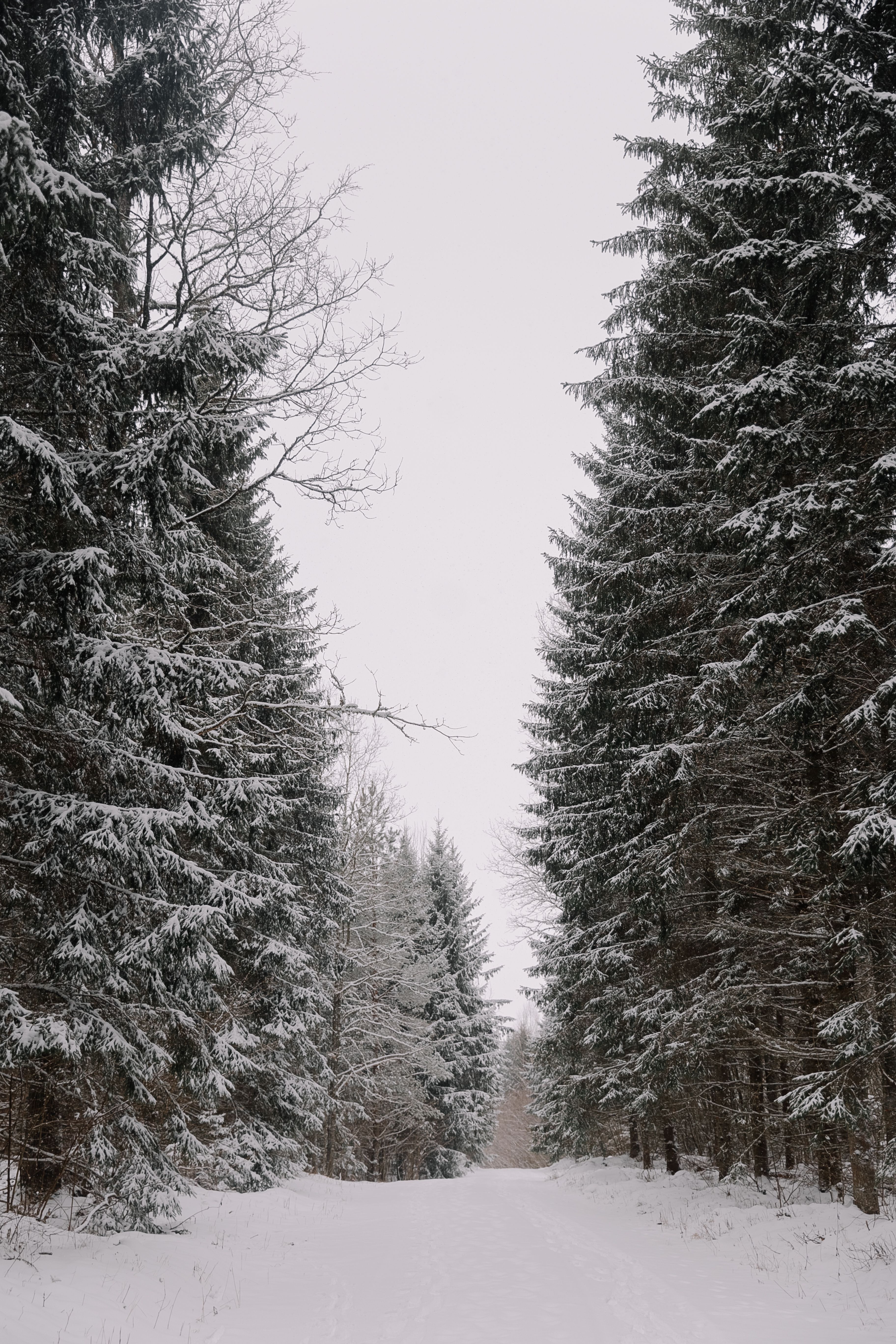 Dirt Road in Snow in Forest · Free Stock Photo
