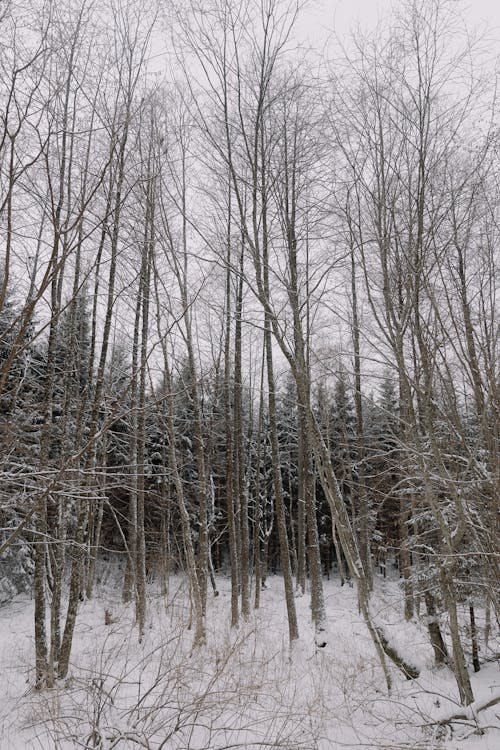 View of Frosty Trees in a Forest in Winter 