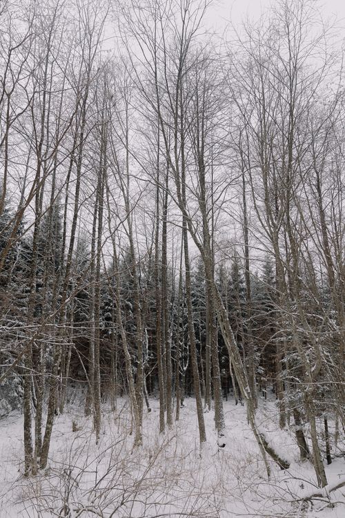 Free Tranquil forest landscape with snow-covered trees and serene winter atmosphere. Stock Photo