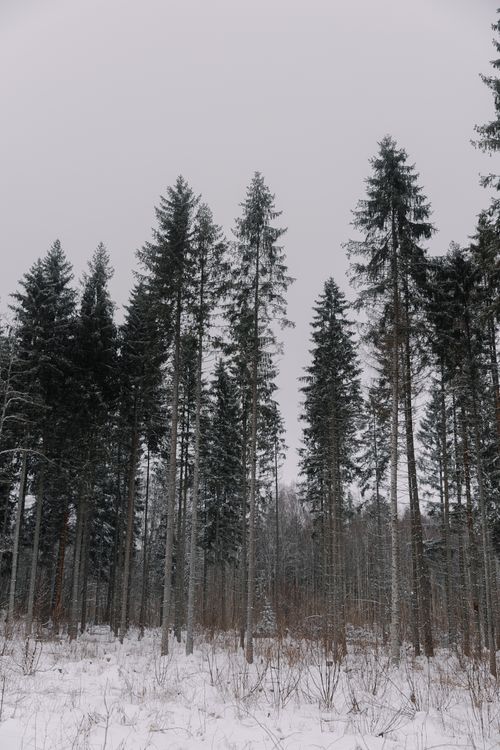Free Tall coniferous trees in a snowy winter forest, serene and tranquil scene. Stock Photo