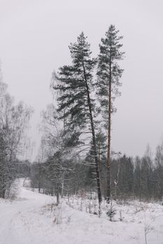 A tranquil winter scene featuring a snowy path surrounded by coniferous trees in a forest.