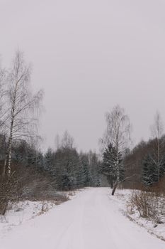 Tranquil winter forest scene with a snow-covered path lined by birch and conifer trees.