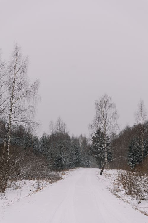 Free Tranquil winter forest scene with a snow-covered path lined by birch and conifer trees. Stock Photo