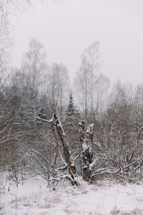 Fotobanka s bezplatnými fotkami na tému ihličnan, ihličnatý, kríky