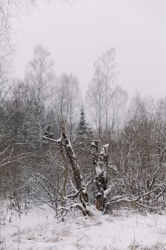 Peaceful winter forest scene with snow-covered trees and a quiet atmosphere.
