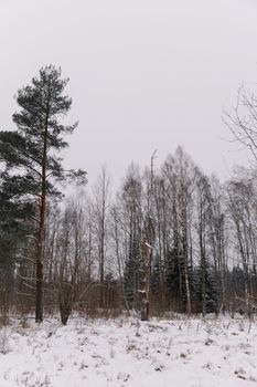 Tranquil winter scene of snow-covered coniferous forest trees outdoors.
