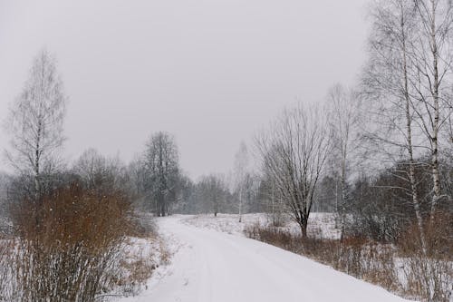 Ilmainen kuvapankkikuva tunnisteilla havupuinen, havupuut, lumi