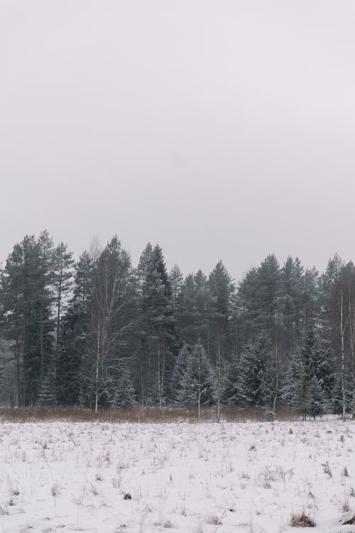 Free Serene winter landscape of a snowy forest with coniferous trees and overcast sky. Stock Photo