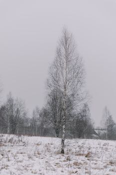 A solitary birch tree stands in a snowy rural landscape, exuding tranquility and calm.
