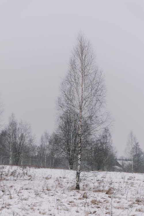 Free A solitary birch tree stands in a snowy rural landscape, exuding tranquility and calm. Stock Photo