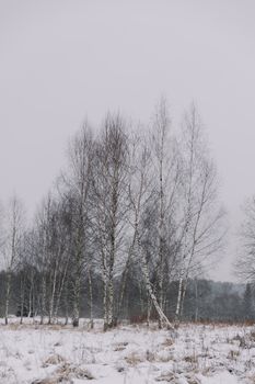 Serene winter landscape showcasing tall, snow-covered birch trees in a calm forest setting.