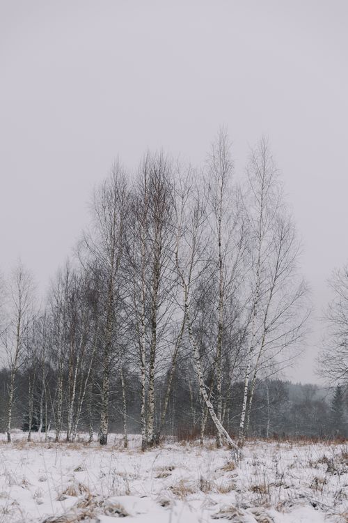 Free Serene winter landscape showcasing tall, snow-covered birch trees in a calm forest setting. Stock Photo