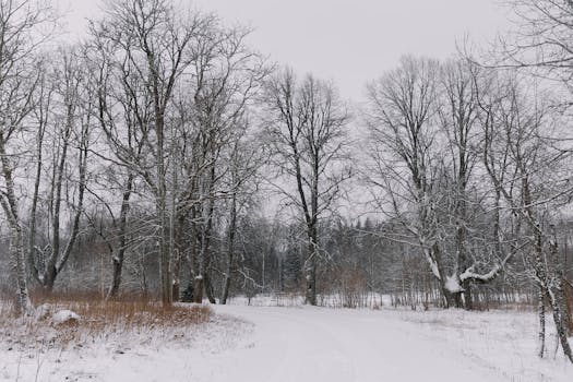 A serene winter forest with snow-covered trees and a winding path.