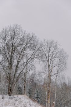 Serene winter scene showcasing snow-laden trees on a gentle hill under a cloudy sky.
