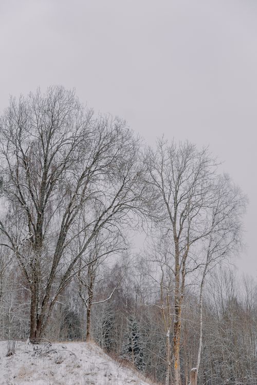 Free Serene winter scene showcasing snow-laden trees on a gentle hill under a cloudy sky. Stock Photo