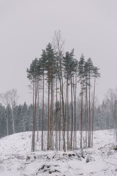 A group of tall pine trees stand in a snowy winter forest, creating a serene nature scene.