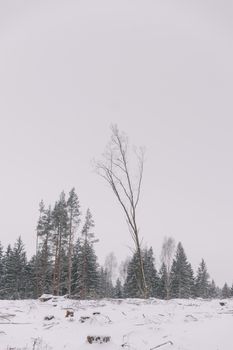 A serene winter forest scene with bare trees and snow-covered ground, perfect for seasonal themes.