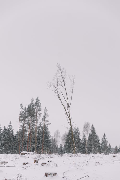 Free A serene winter forest scene with bare trees and snow-covered ground, perfect for seasonal themes. Stock Photo