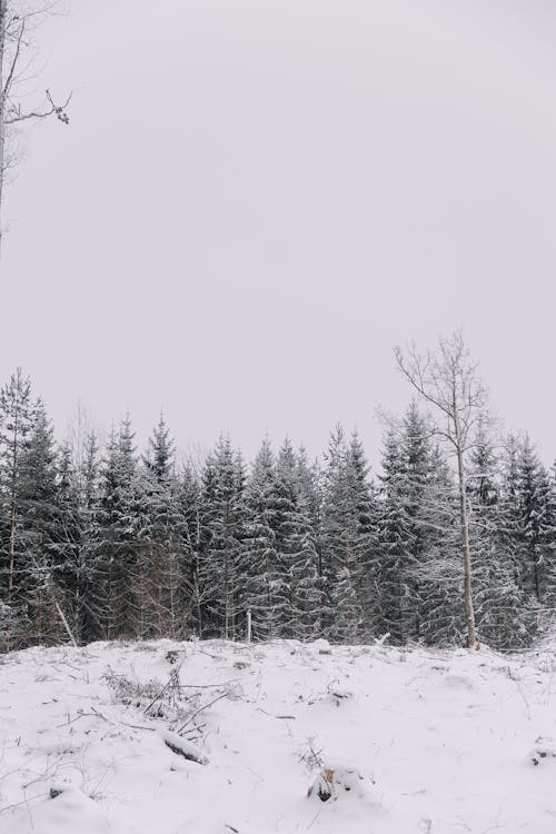 Photos gratuites de arbres, forêt, froid