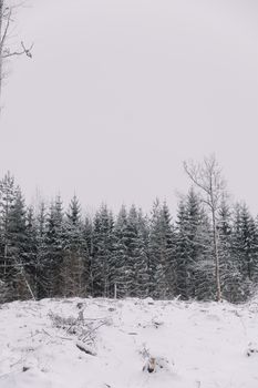 Tranquil winter scene featuring snow-covered trees in a peaceful forest.