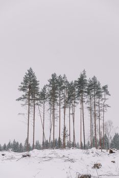 Snowy forest scene with tall pine trees on a winter day.