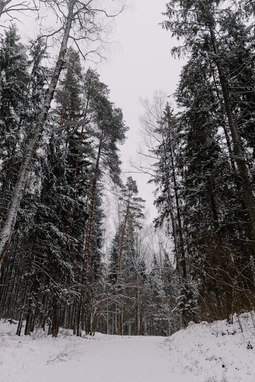 Snow in Forest in Winter