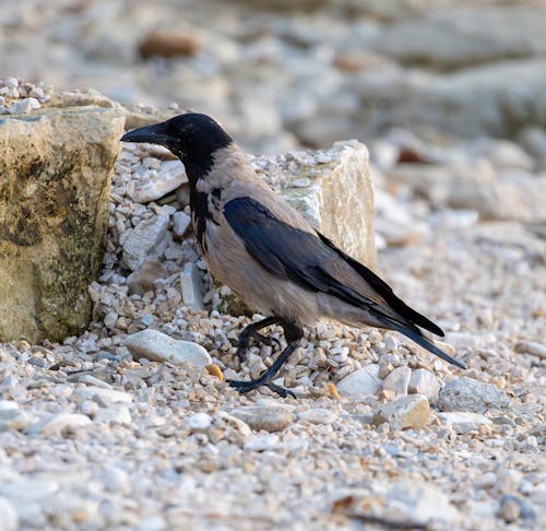 Kostenloses Stock Foto zu bird, black bird, draußen