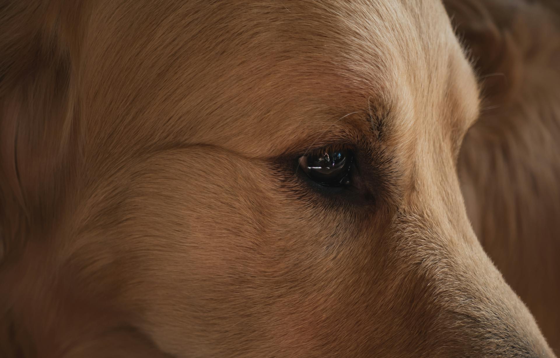 Vue rapprochée de l'œil et de la tête de chien