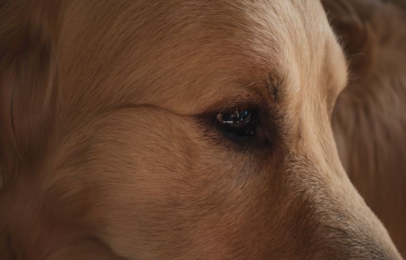 Bir köpeğin gözünün ve baş bölgesinin yakın çekimi