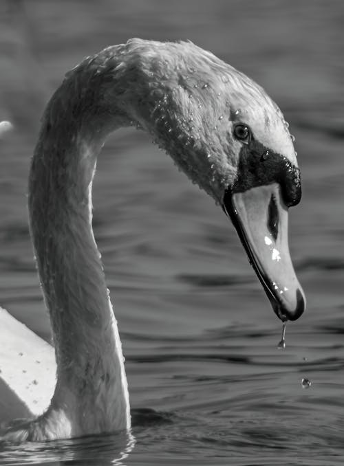 Kostenloses Stock Foto zu bird, black and white, nature