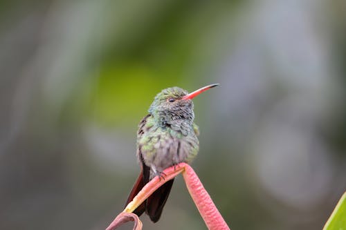 Small Hummingbird in Nature
