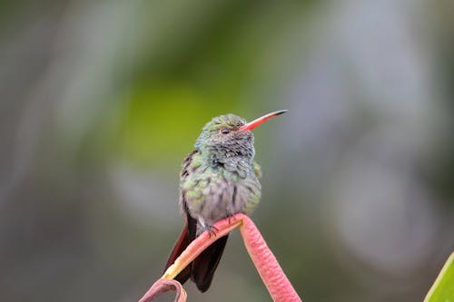 Gratis stockfoto met dierenfotografie, klein, kolibrie