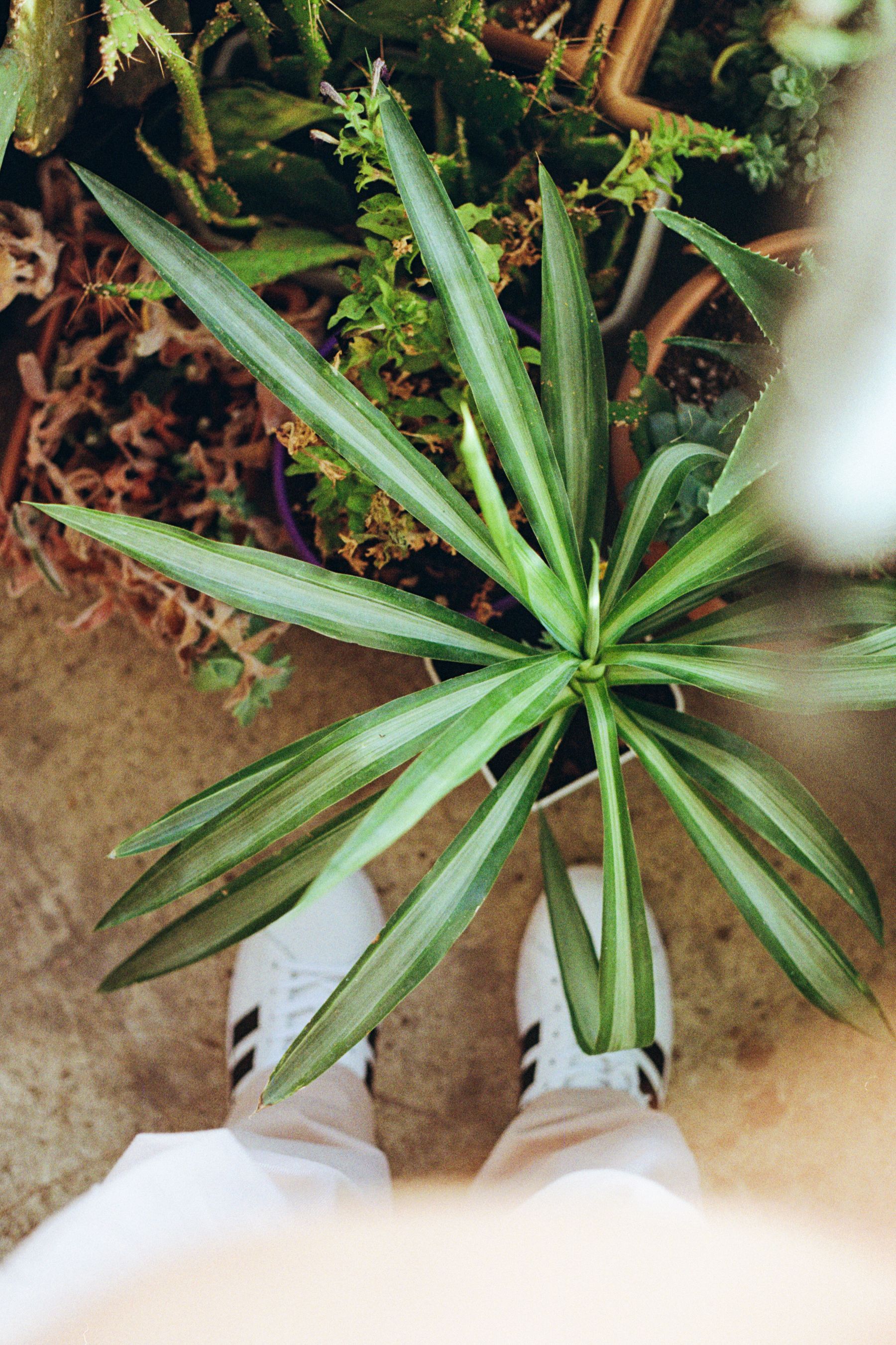 5. They Work Well in Small Spaces 5. They Work Well in Small Spaces