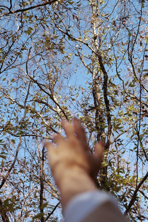 Free A hand reaches up toward trees on a bright day in a forest setting. Stock Photo
