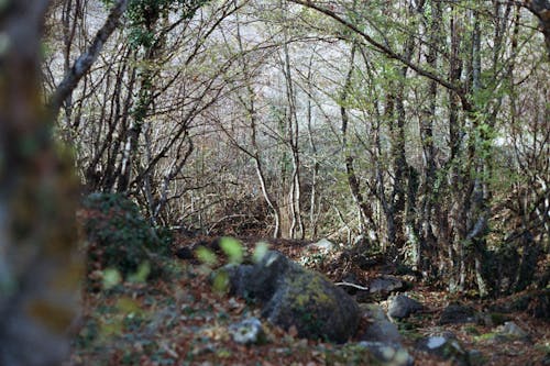 岩, 春, 森林の無料の写真素材