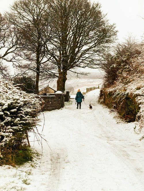 Free Person walking a dog down a snowy rural road with trees and village houses. Stock Photo