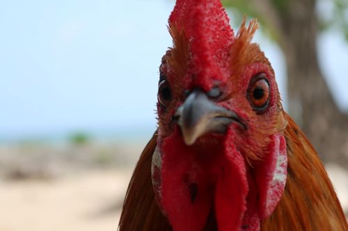 Free Rooster Stock Photo