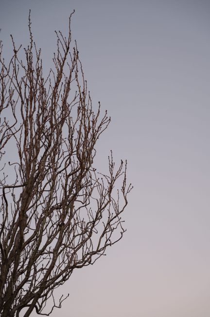 Detailed view of bare tree branches silhouetted against a clear twilight sky.