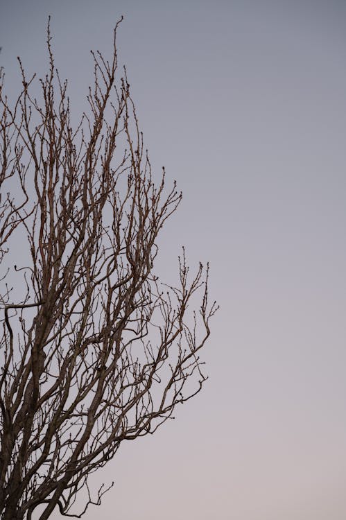 Gratis lagerfoto af efterår, grene, lodret skud