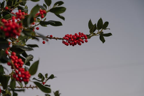 Darmowe zdjęcie z galerii z czerwone jagody, gałąź, jesień