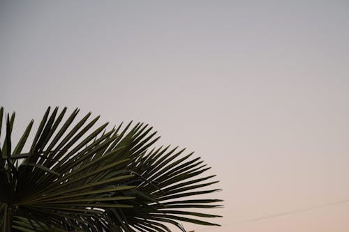 免费 天性, 晴朗的天空, 棕櫚樹 的 免费素材图片 素材图片
