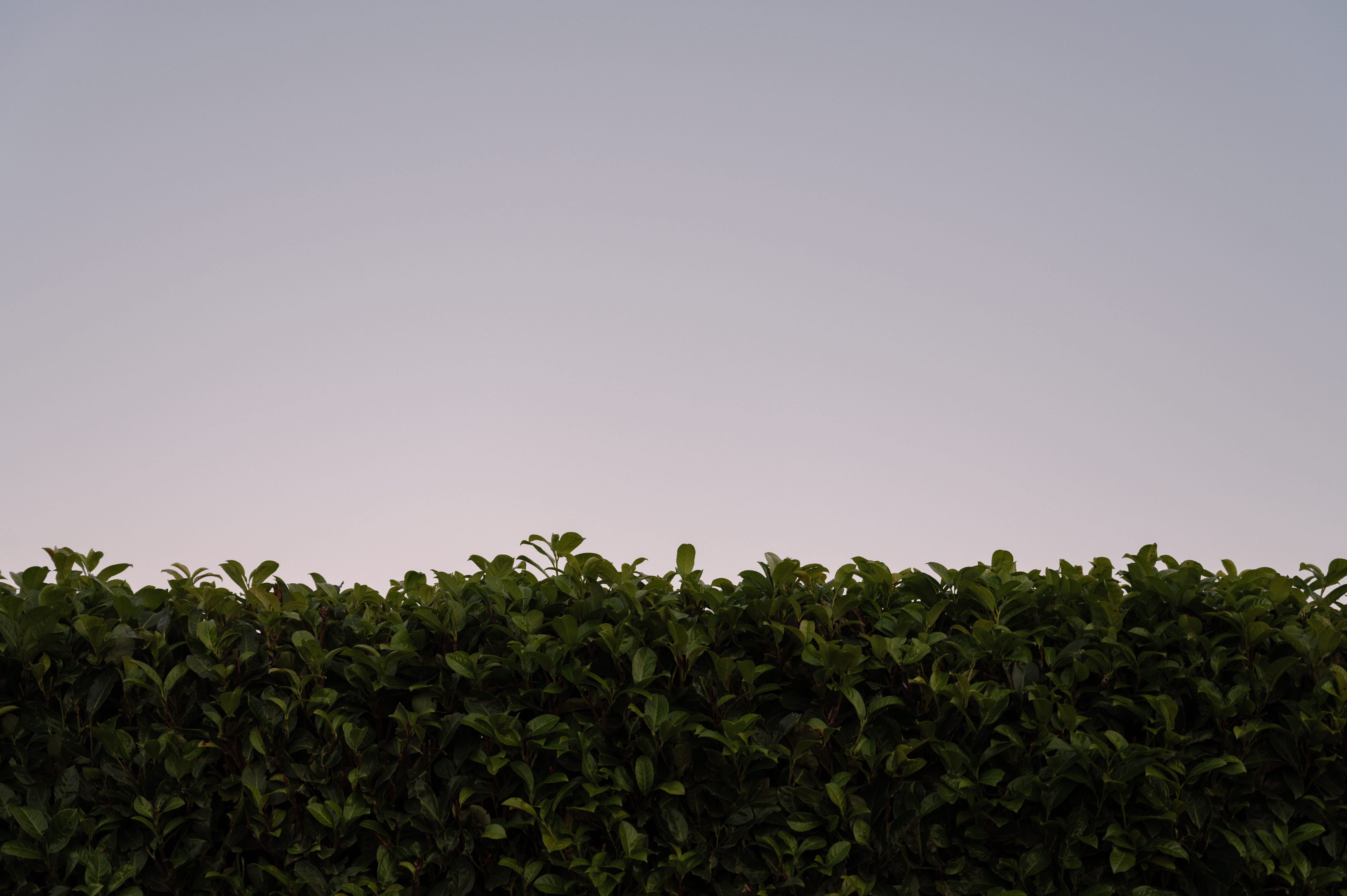 Dense hedgerow under clear sky — hedge trimming timing in Surrey BC and the Fraser Valley