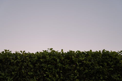 Бесплатное стоковое фото с живая изгородь, листва, листья