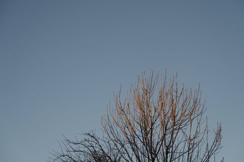 Free A bare tree under a clear blue sky in late autumn, highlighting the simplicity of nature. Stock Photo